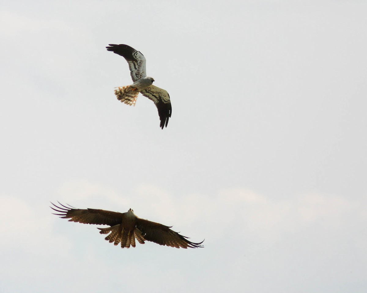 Montagu's Harrier - ML627501557