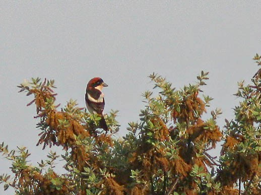 Woodchat Shrike - ML627501619