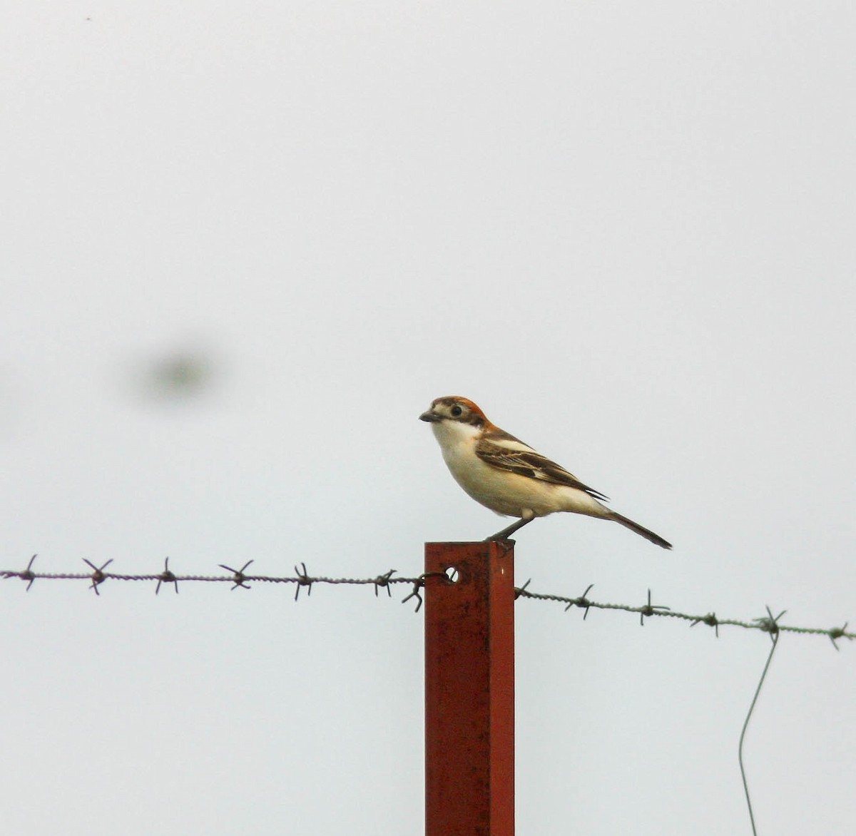 Woodchat Shrike - ML627501631