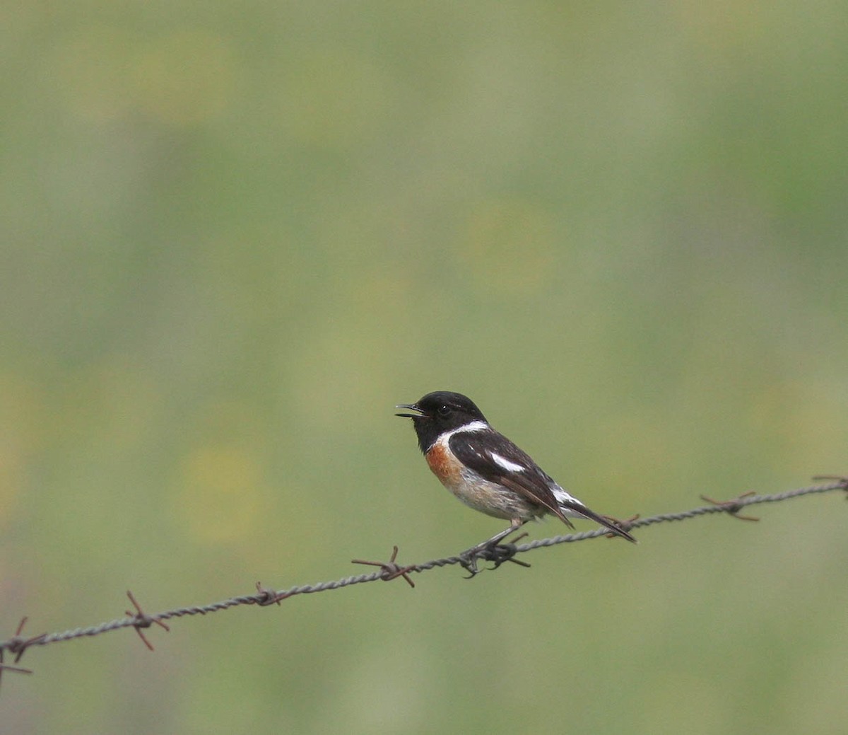 European Stonechat - ML627501691