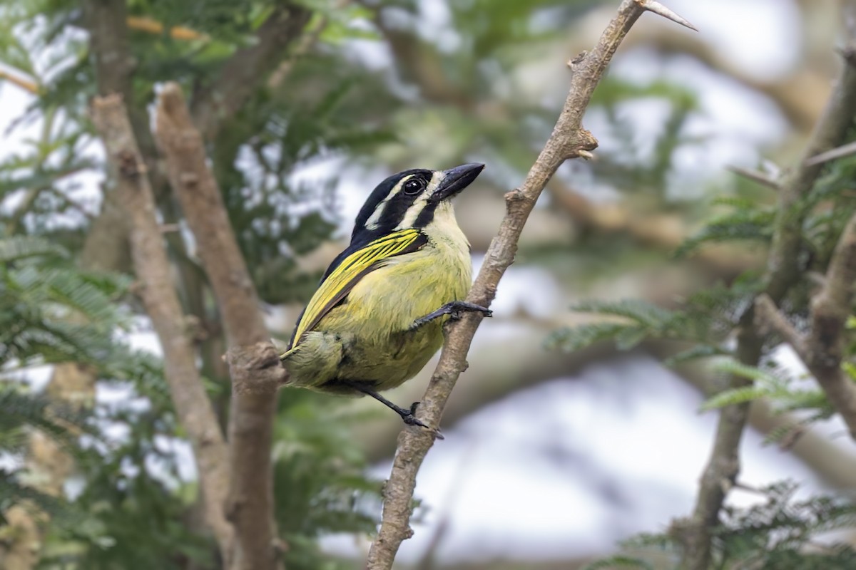 Yellow-rumped Tinkerbird (Yellow-rumped) - ML627501818