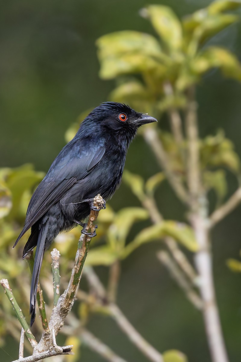 Square-tailed Drongo - ML627501823