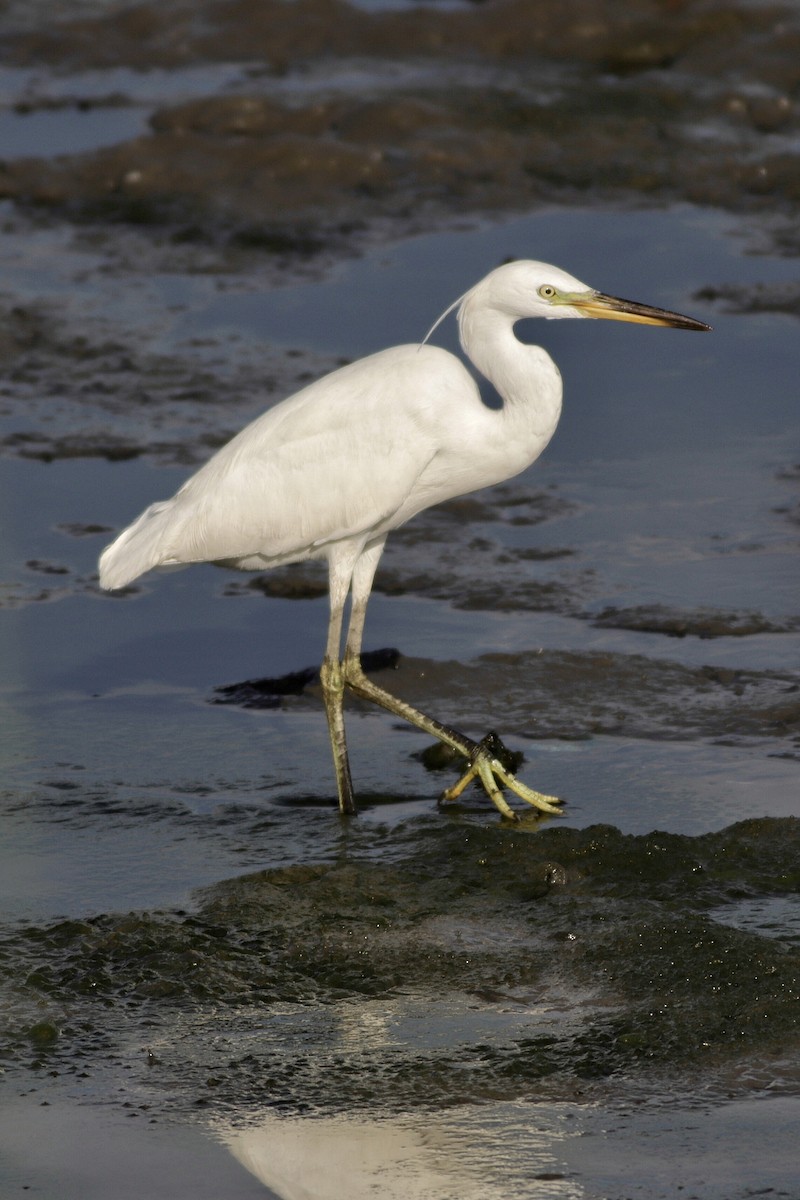 Chinese Egret - ML627501831