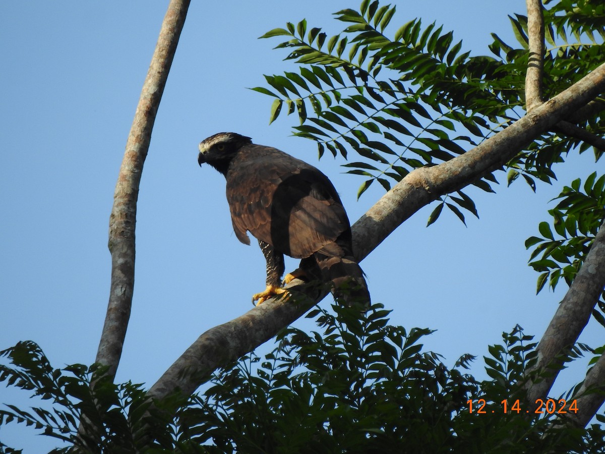 Black Hawk-Eagle - ML627501859