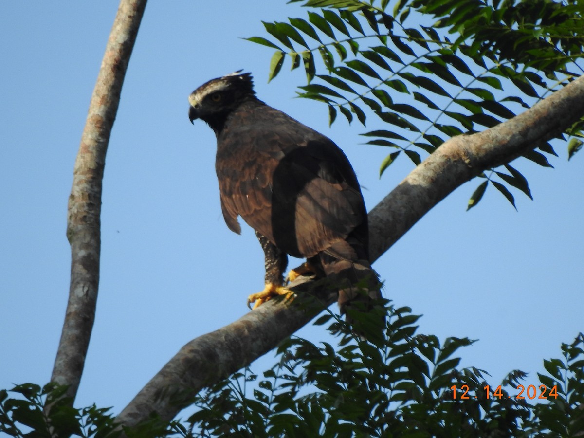 Black Hawk-Eagle - ML627501860