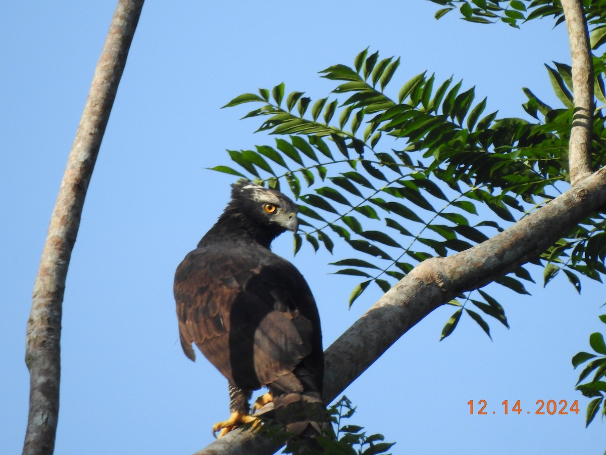 Black Hawk-Eagle - ML627501861