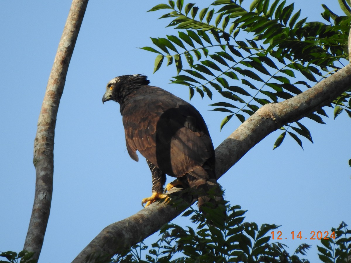 Black Hawk-Eagle - ML627501862