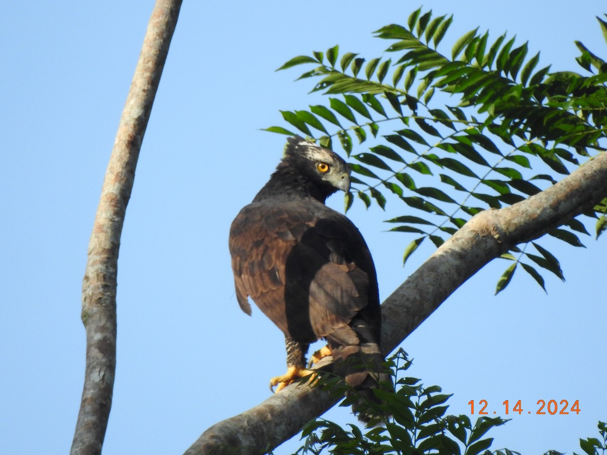 Black Hawk-Eagle - ML627501863