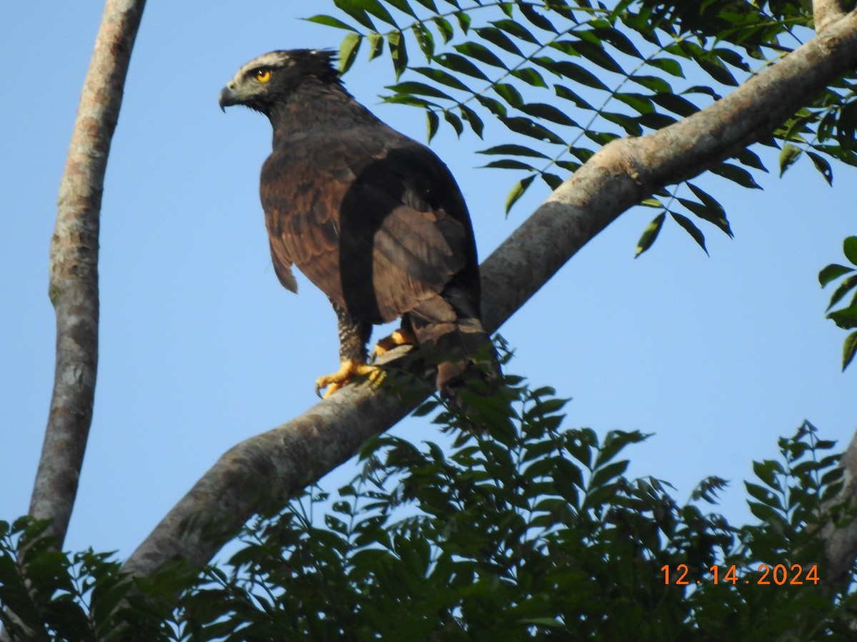 Black Hawk-Eagle - ML627501864