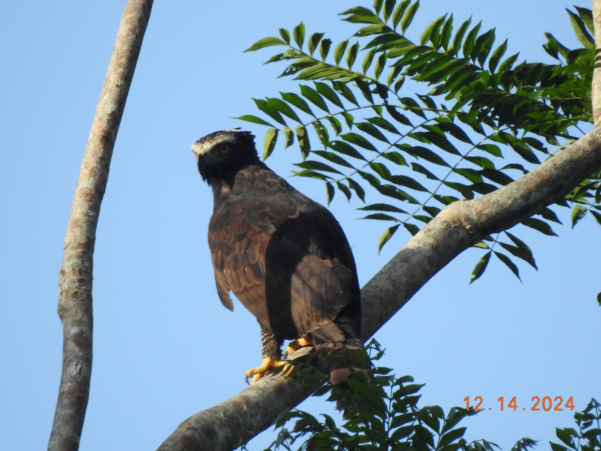 Black Hawk-Eagle - ML627501865