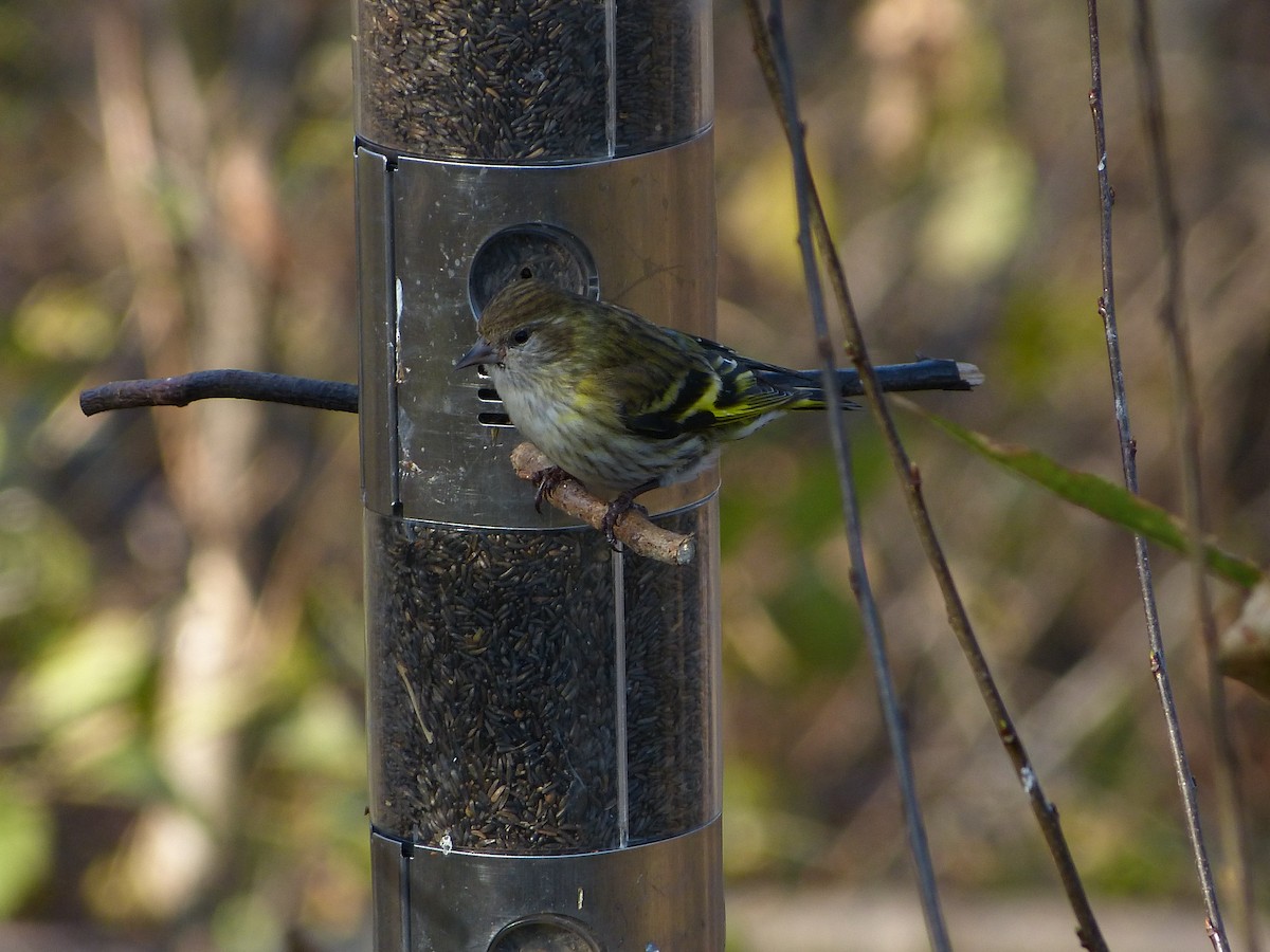 Pine Siskin - ML627501925