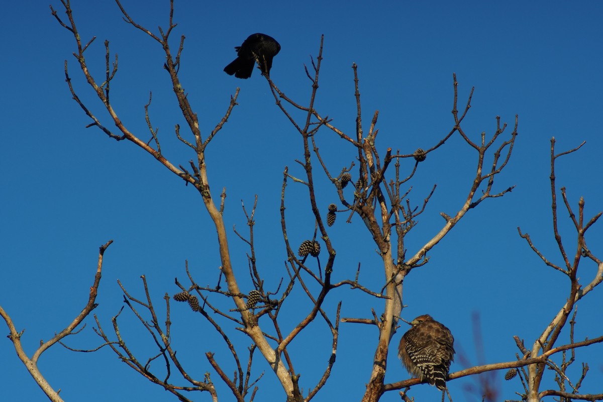 American Crow - ML627501998
