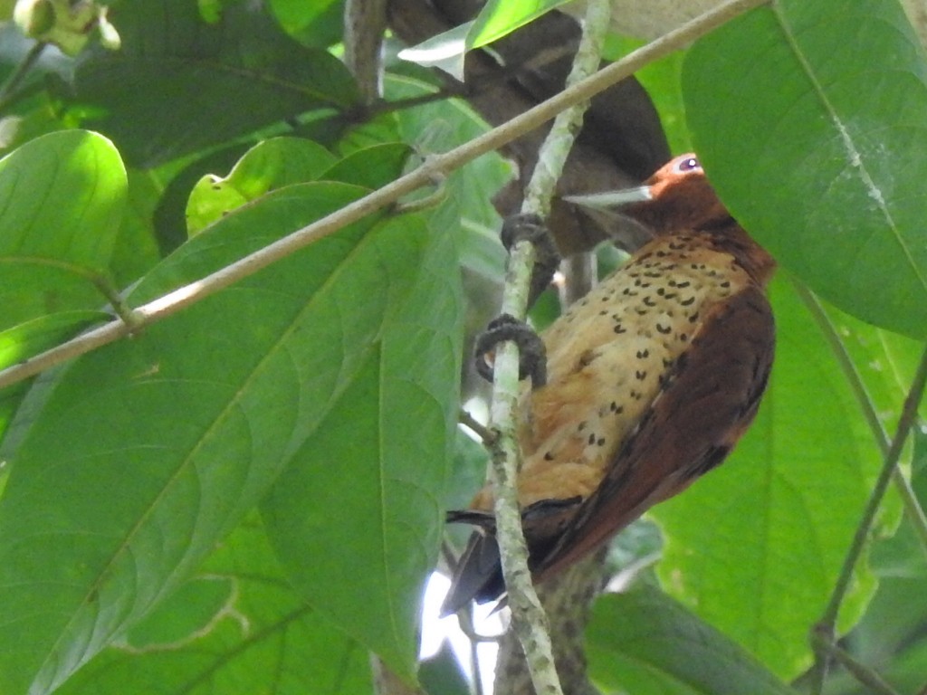 Cinnamon Woodpecker - ML627502098