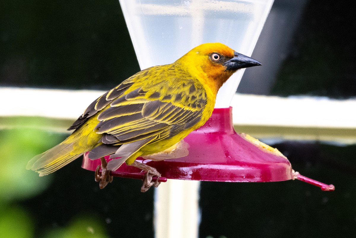 Cape Weaver - ML627502117