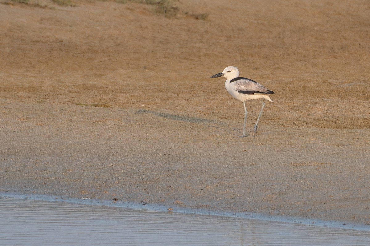 Crab-Plover - ML627502295