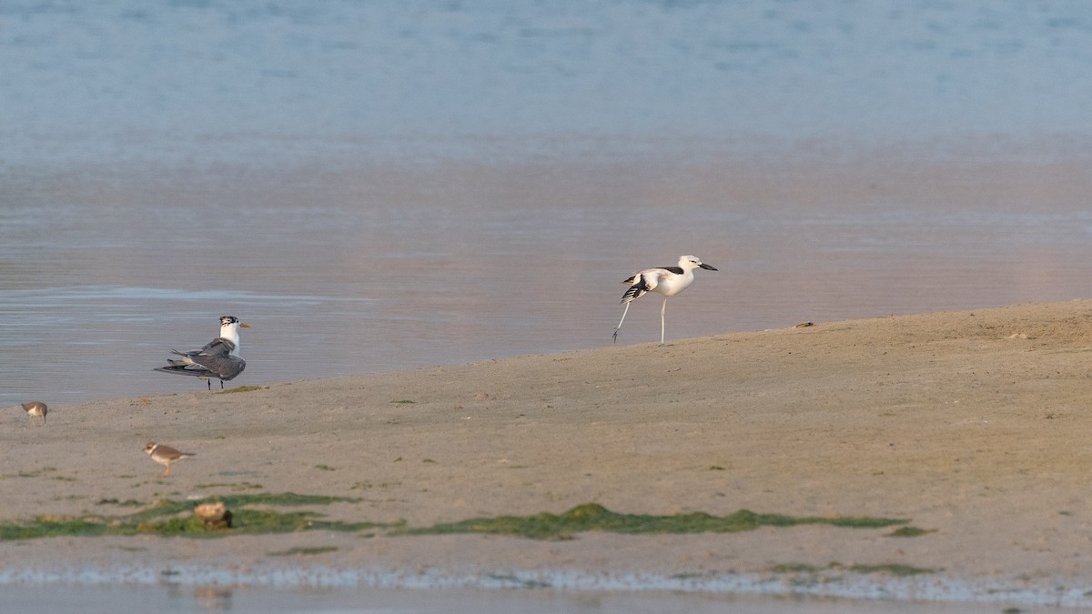 Crab-Plover - ML627502296