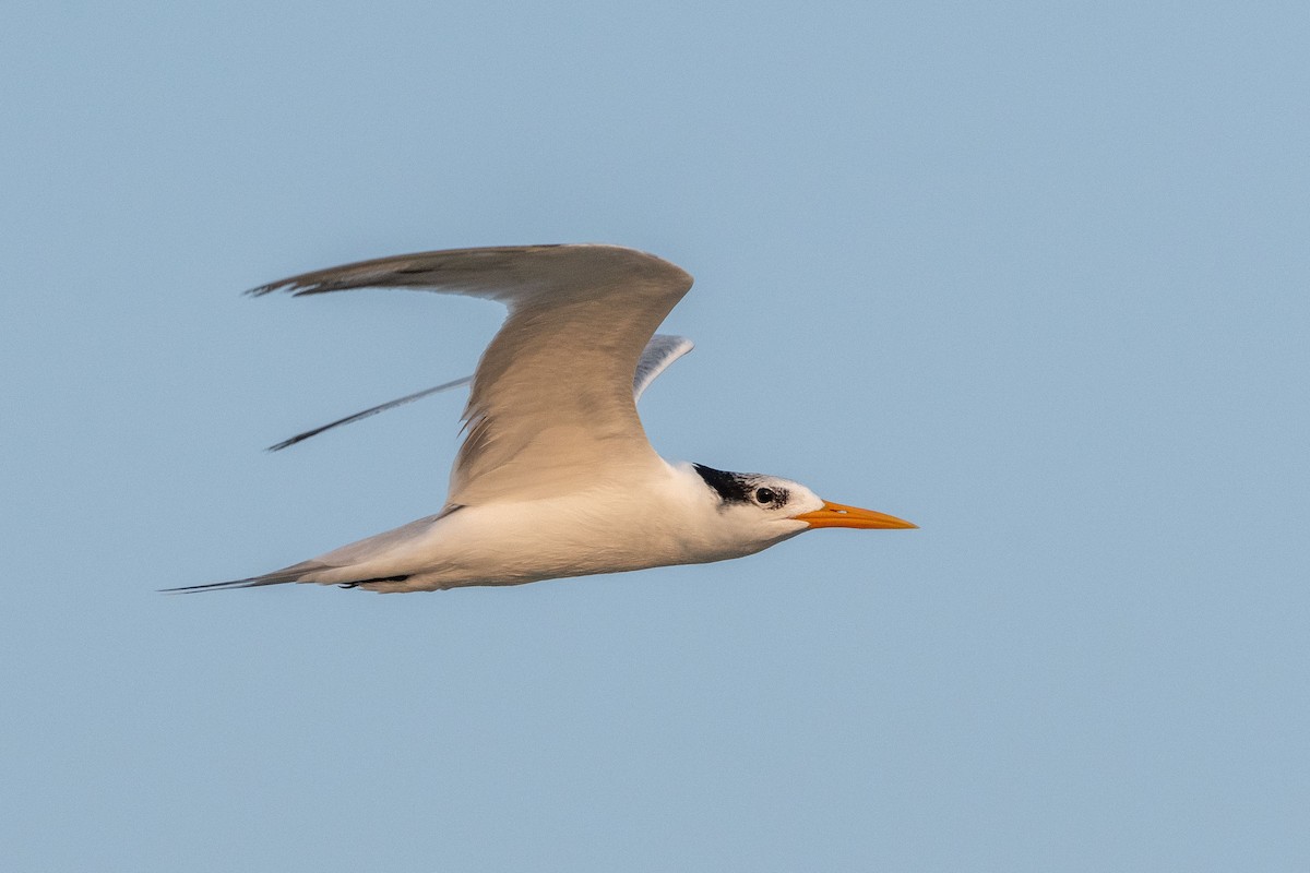 Lesser Crested Tern - ML627502303