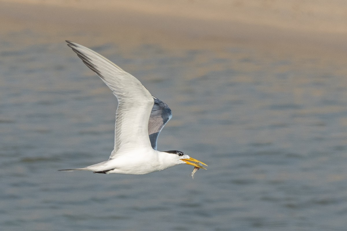 Great Crested Tern - ML627502308