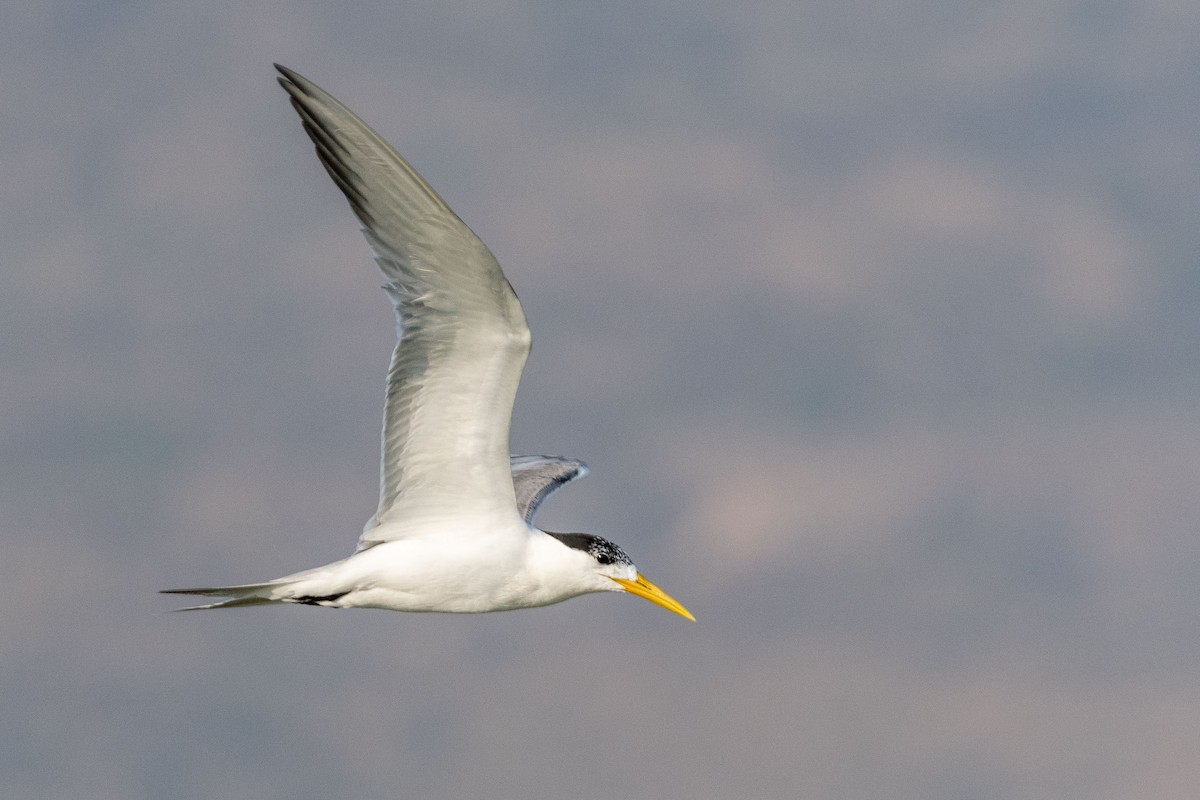 Great Crested Tern - ML627502309