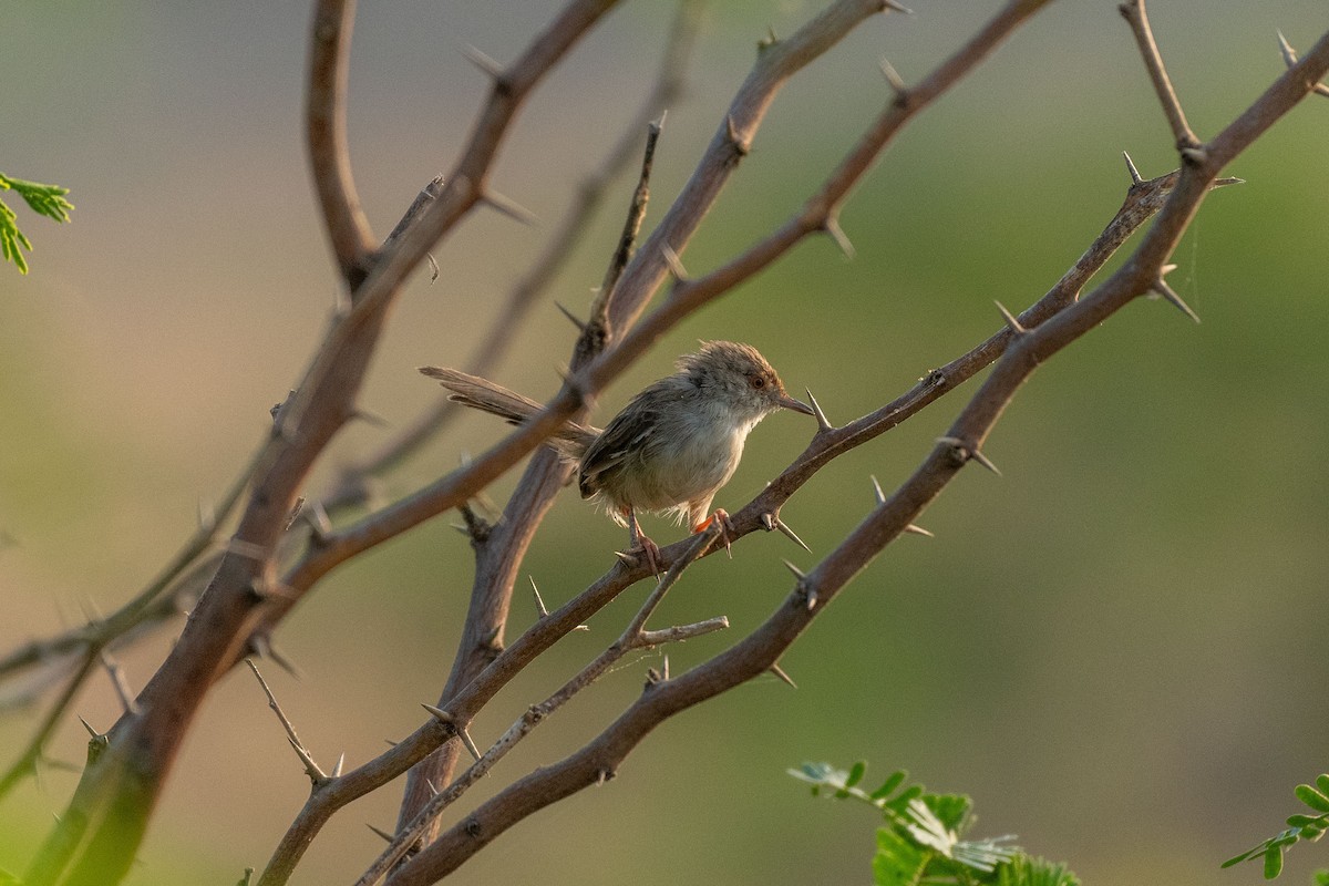 Graceful Prinia - ML627502320