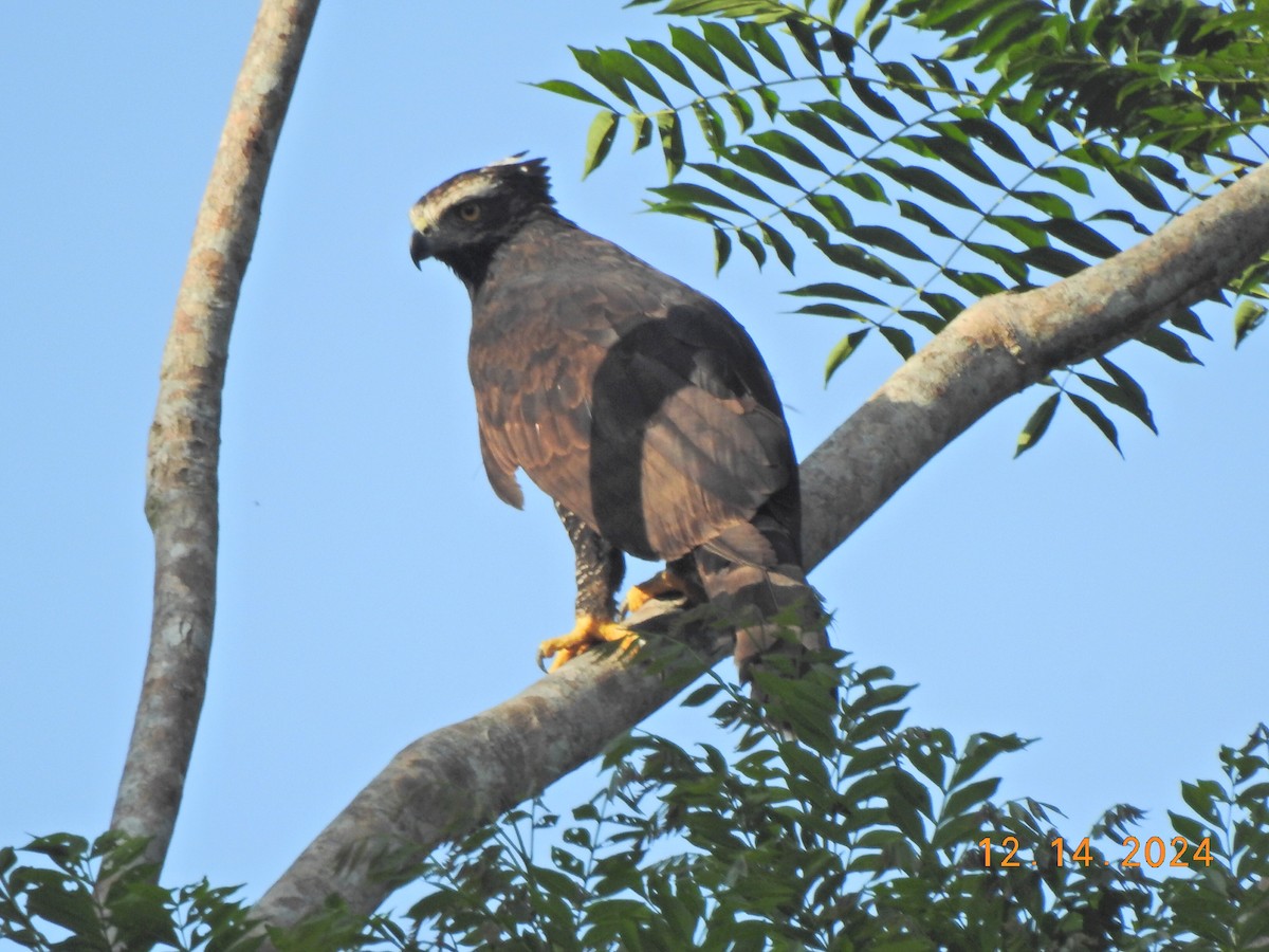 Black Hawk-Eagle - ML627502342