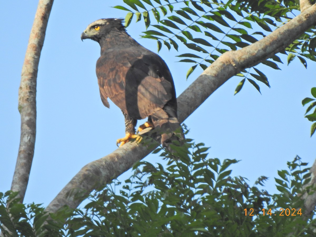 Black Hawk-Eagle - ML627502345