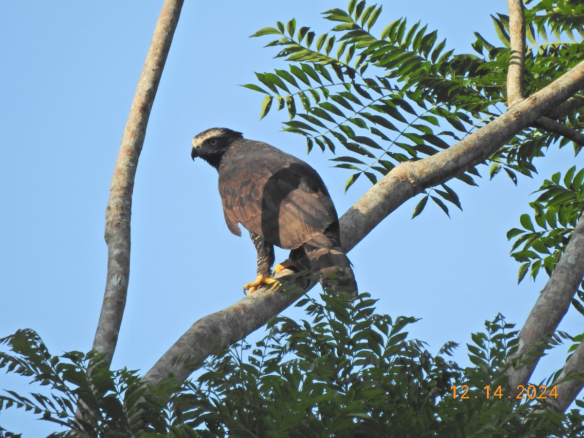 Black Hawk-Eagle - ML627502346