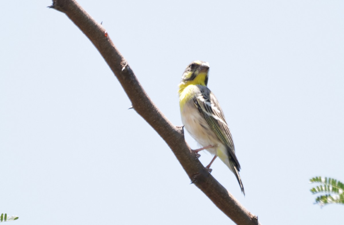 Lemon-breasted Seedeater - ML627502371