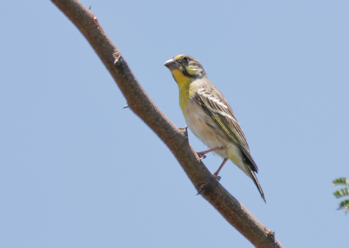 Lemon-breasted Seedeater - ML627502372