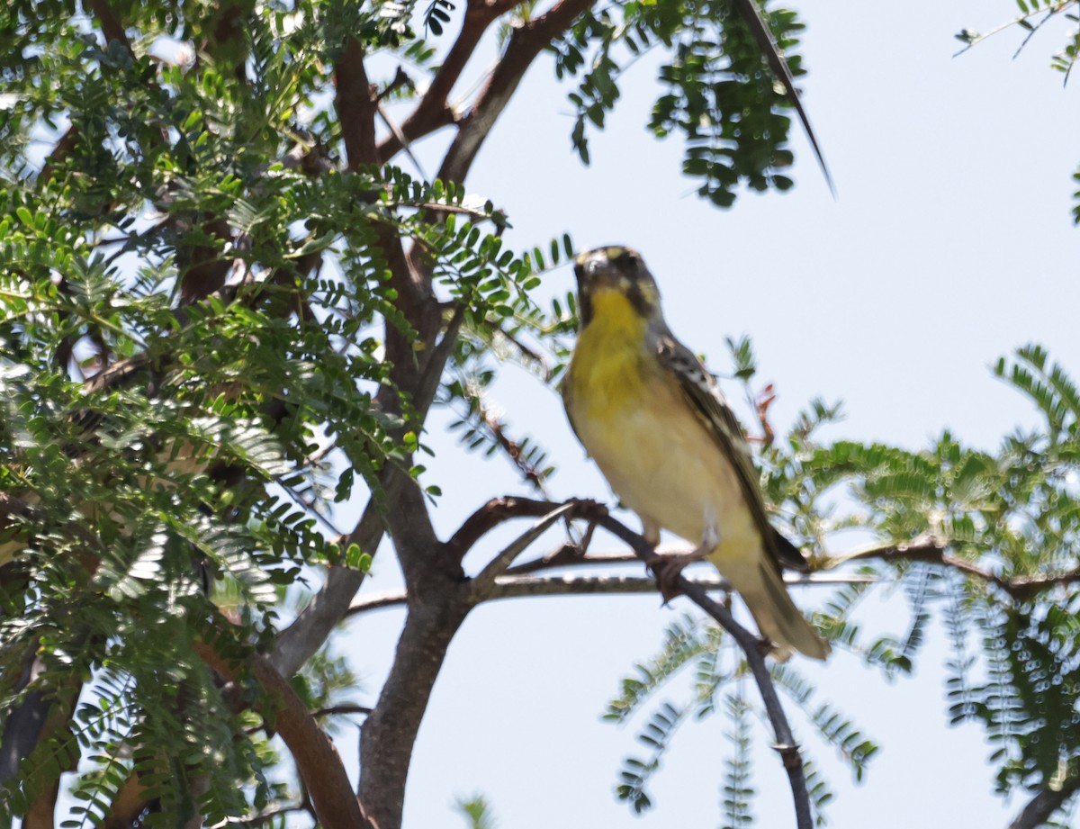 Lemon-breasted Seedeater - ML627502373