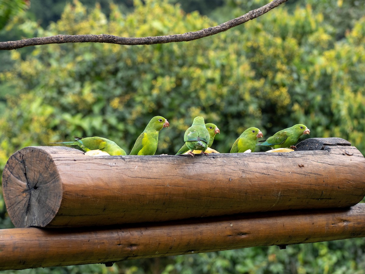 Plain Parakeet - ML627502375