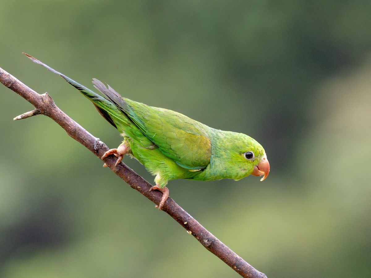 Plain Parakeet - ML627502376