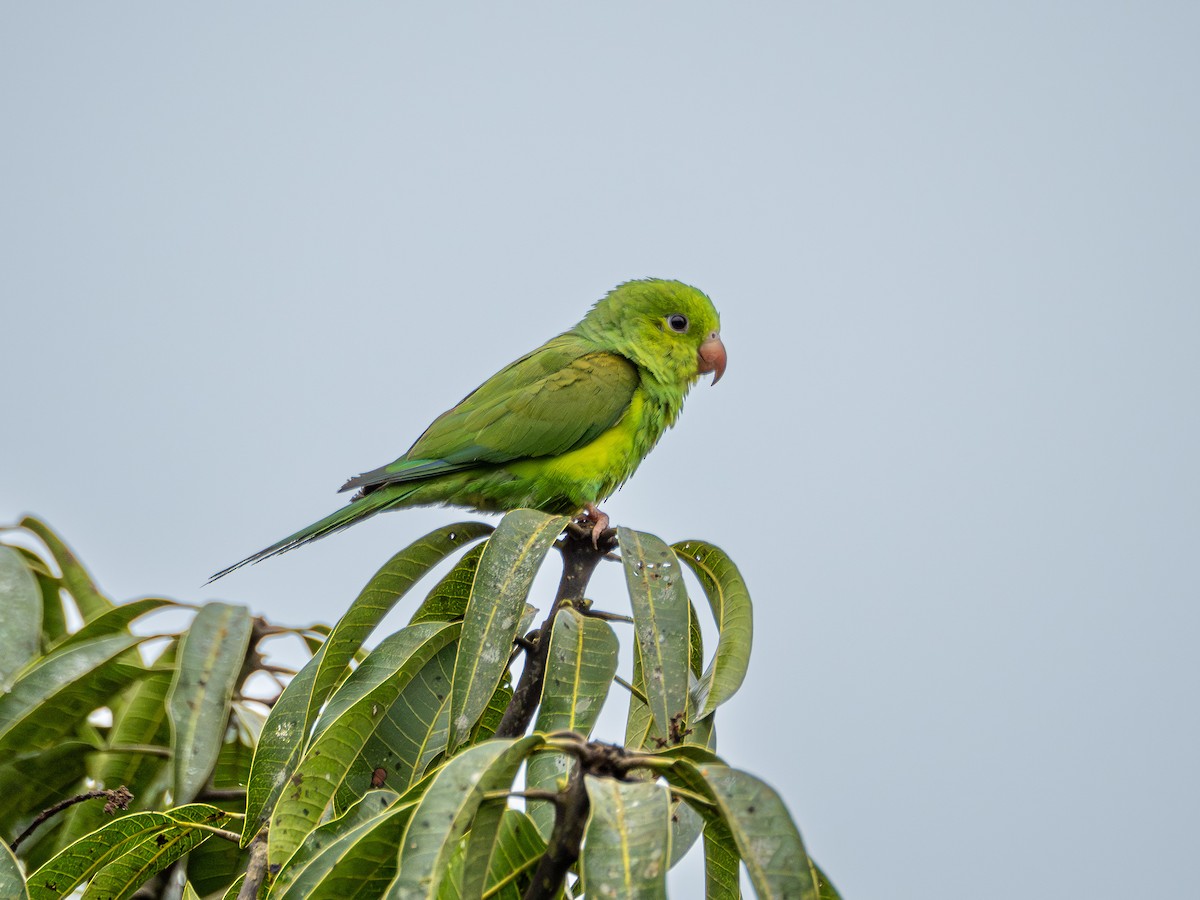 Plain Parakeet - ML627502377