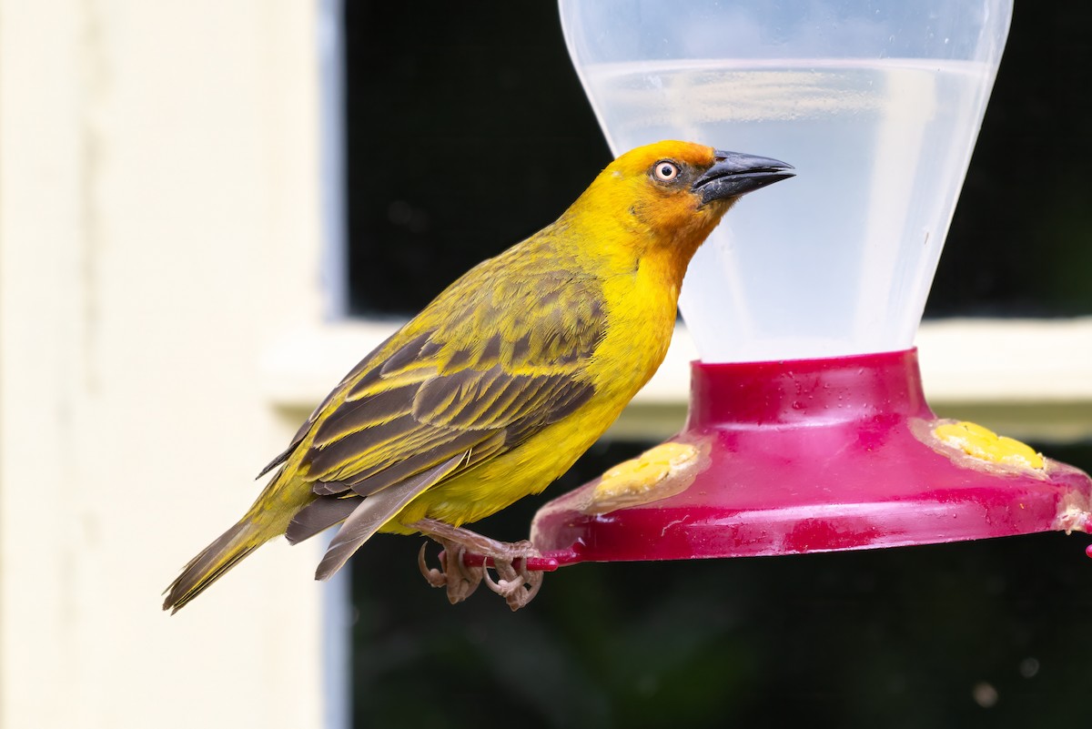 Cape Weaver - ML627502659