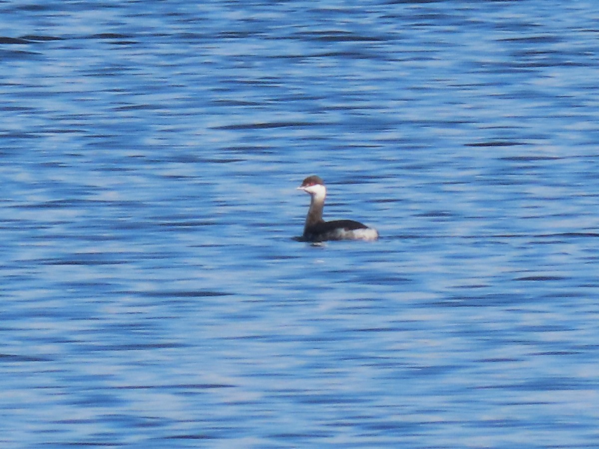 Horned Grebe - ML627502816