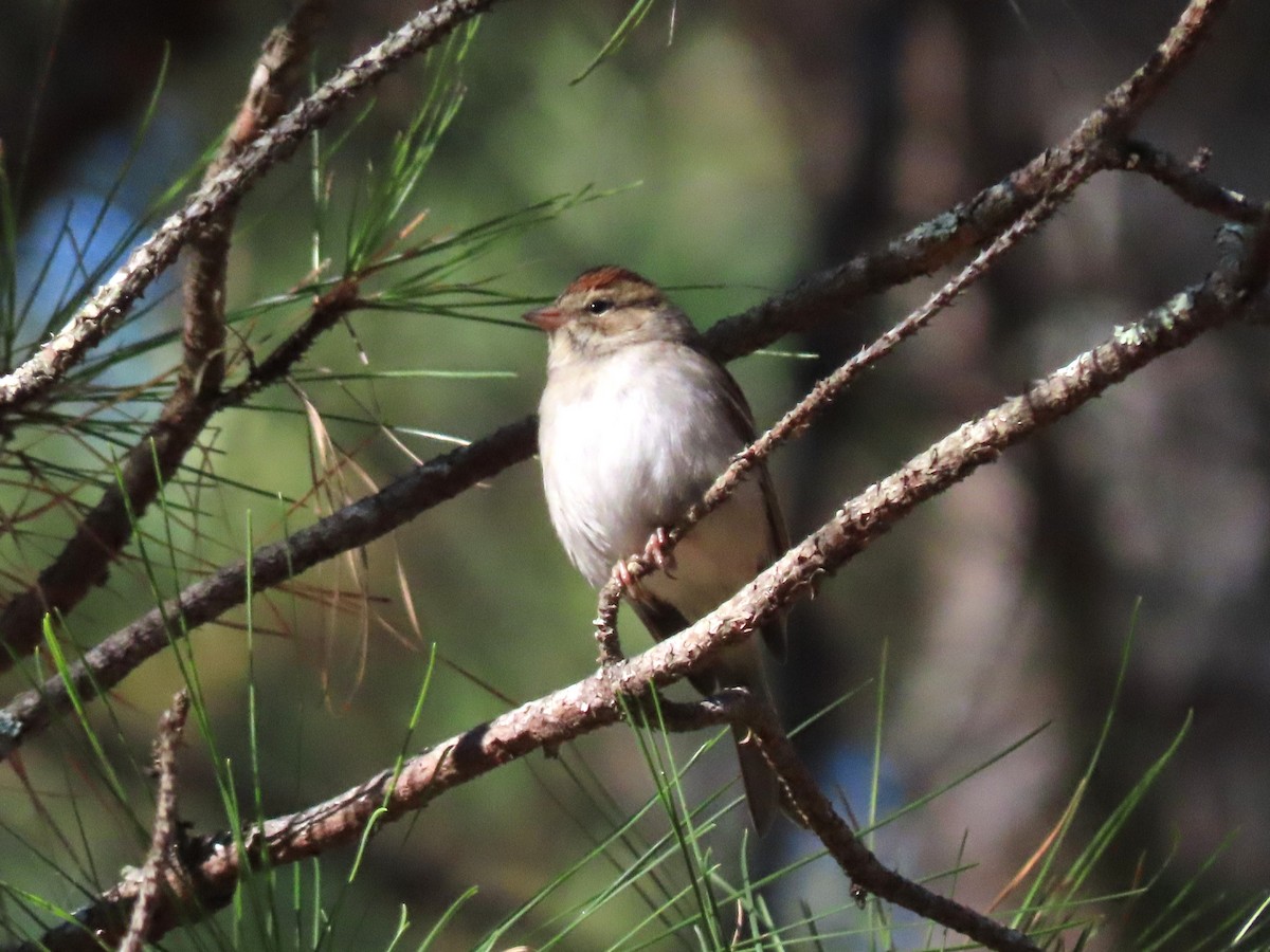 Chipping Sparrow - ML627502845
