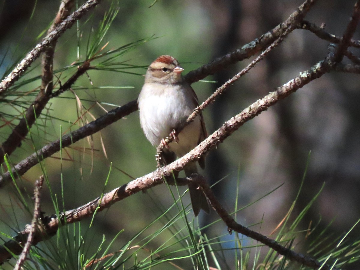 Chipping Sparrow - ML627502846