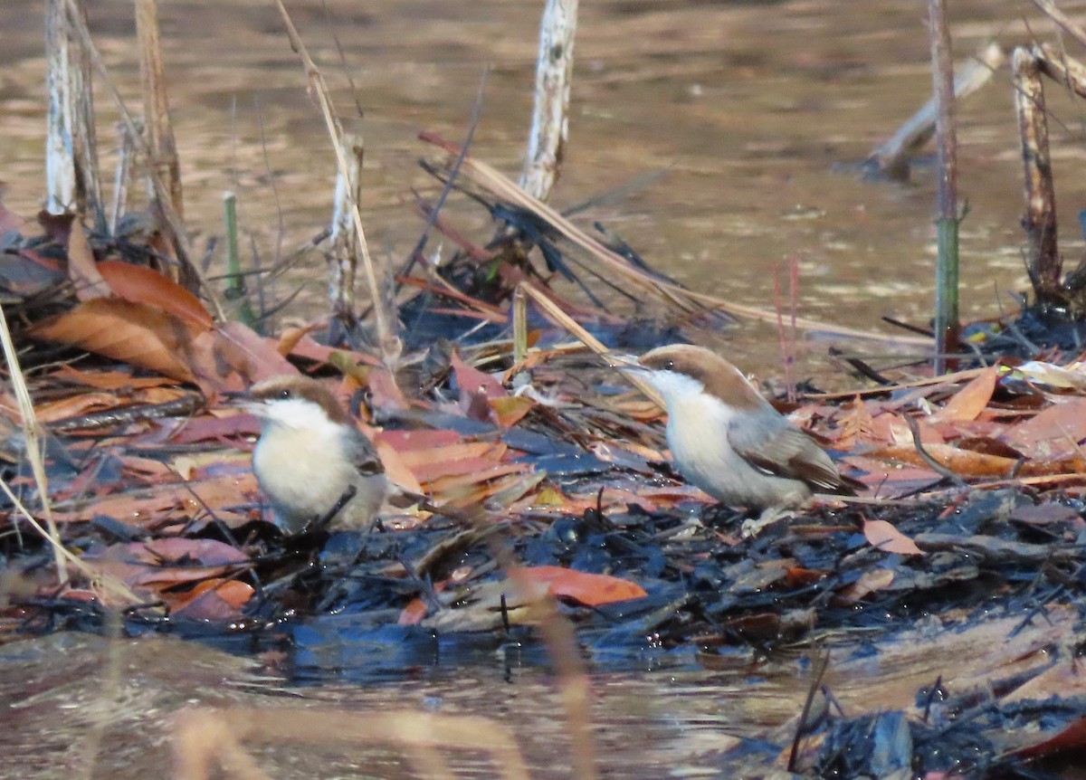 Brown-headed Nuthatch - ML627502851