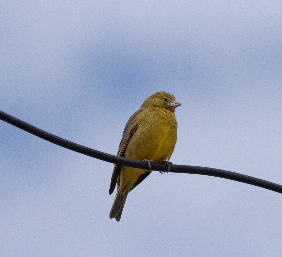 Greenish Yellow-Finch - ML627503005