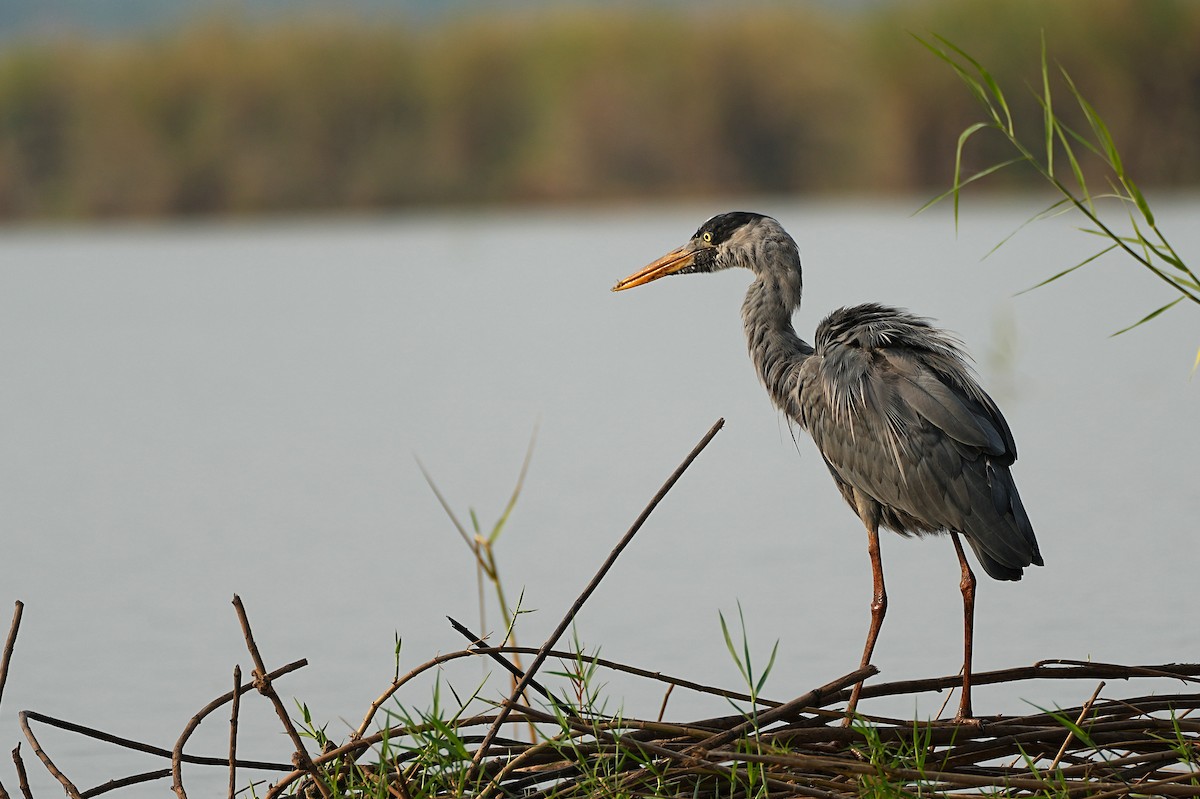 Humblot's Heron - ML627503022