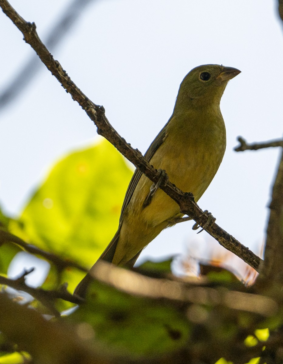 Painted Bunting - ML627503064