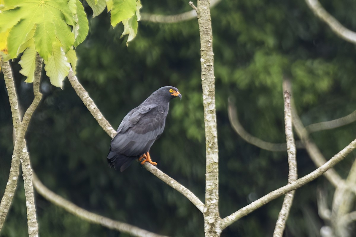 Slender-billed Kite - ML627503191