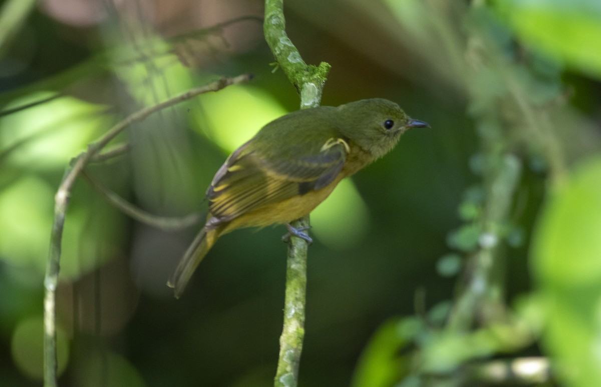 Ochre-bellied Flycatcher - ML627503296