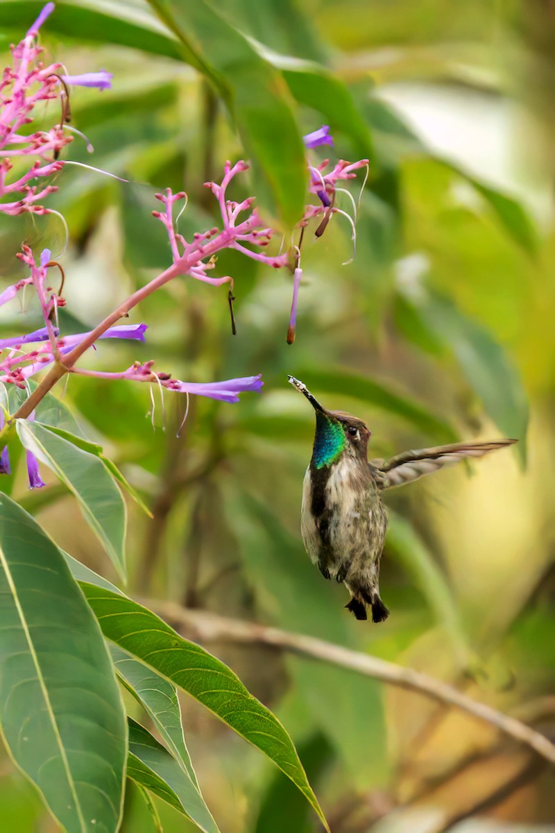 Marvelous Spatuletail - ML627503424