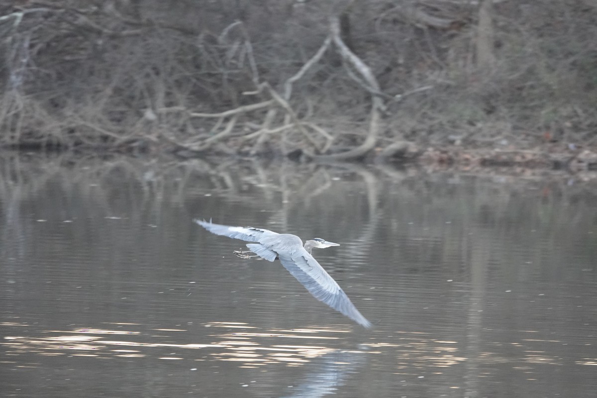 Great Blue Heron - ML627503461