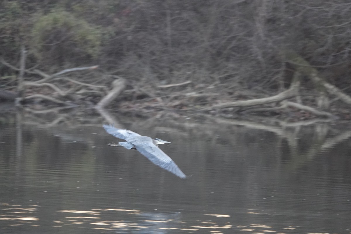 Great Blue Heron - ML627503462