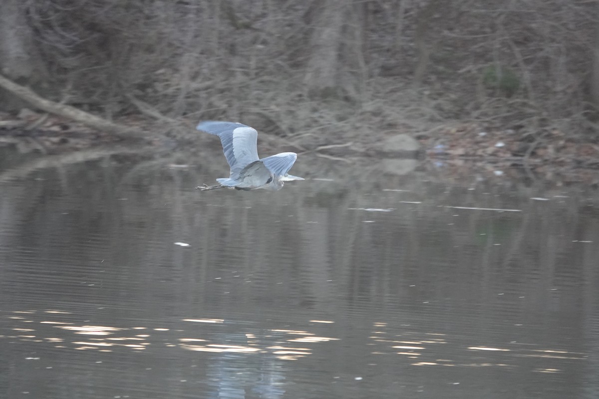 Great Blue Heron - ML627503463