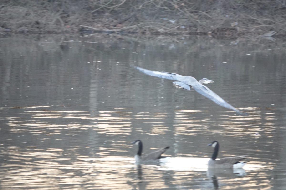 Great Blue Heron - ML627503464