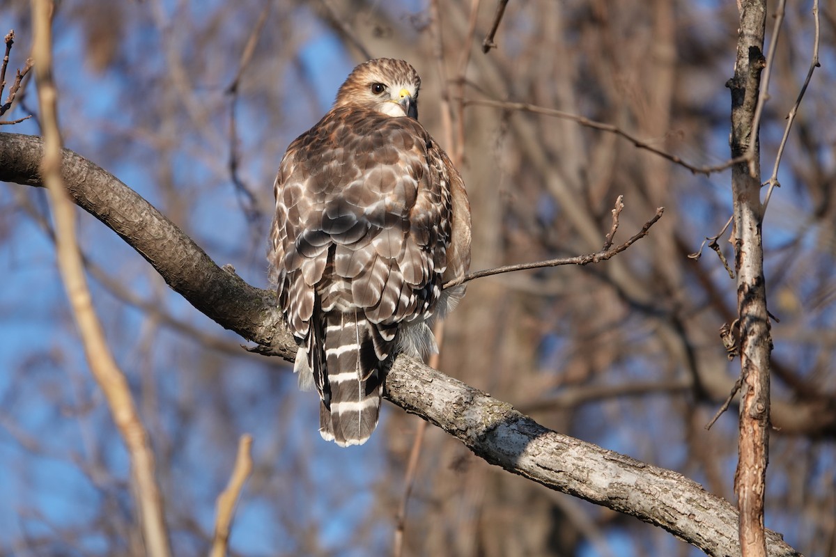 Red-shouldered Hawk - ML627503474