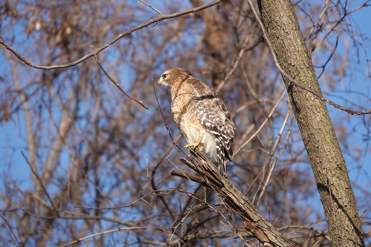 Red-shouldered Hawk - ML627503475